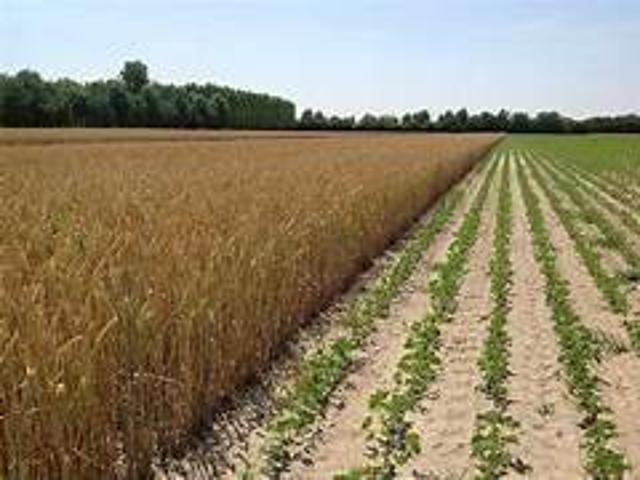 Terreno in vendita a Galzignano Terme, Veneto