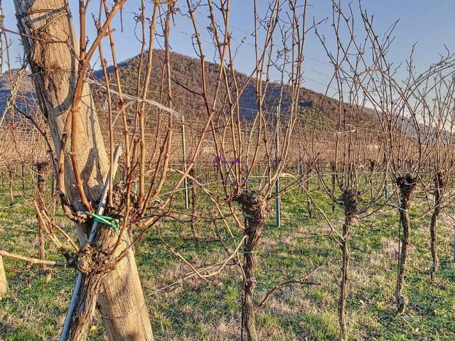 Terreno in vendita a Galzignano Terme, Veneto