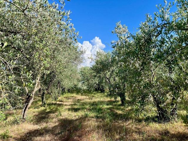 Terreno in vendita a Unione dei Comuni Circondario dell'Empolese Valdelsa, Gambassi Terme