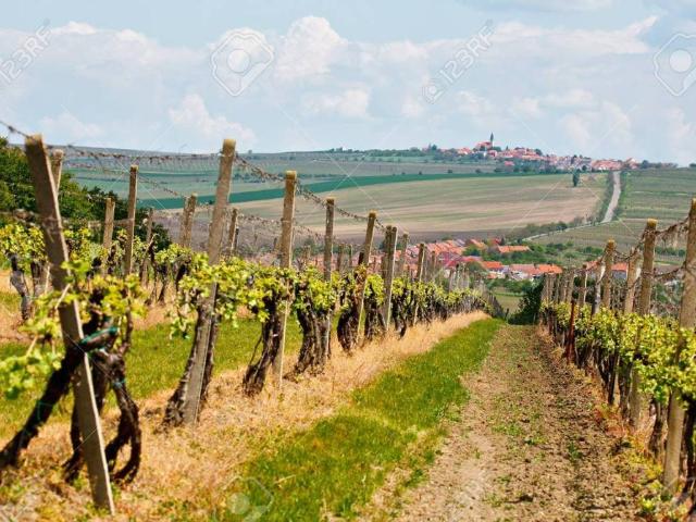 Terreno in vendita a Gambellara, Veneto
