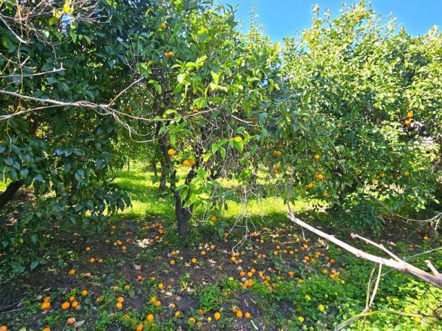 Terreno in vendita a Calabria, Catanzaro