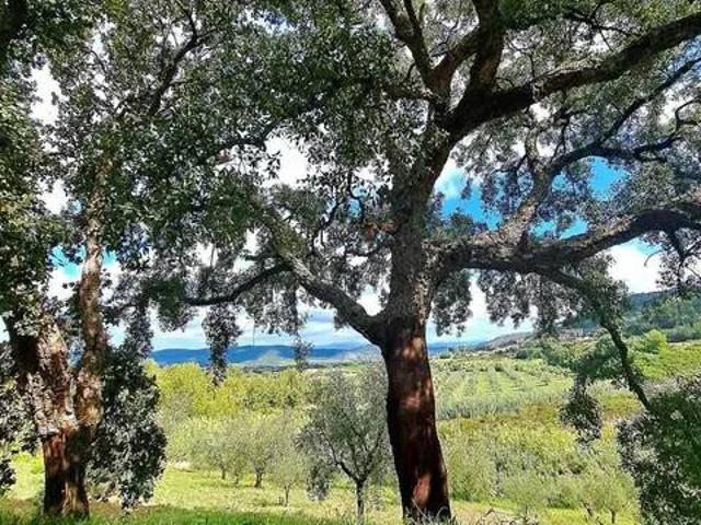 Terreno in vendita a Bivio Di Ravi, Toscana