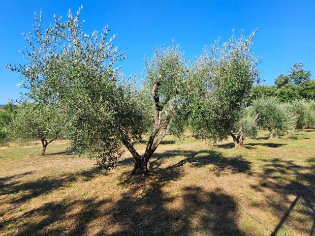 Terreno in vendita a Bivio Di Ravi, Toscana