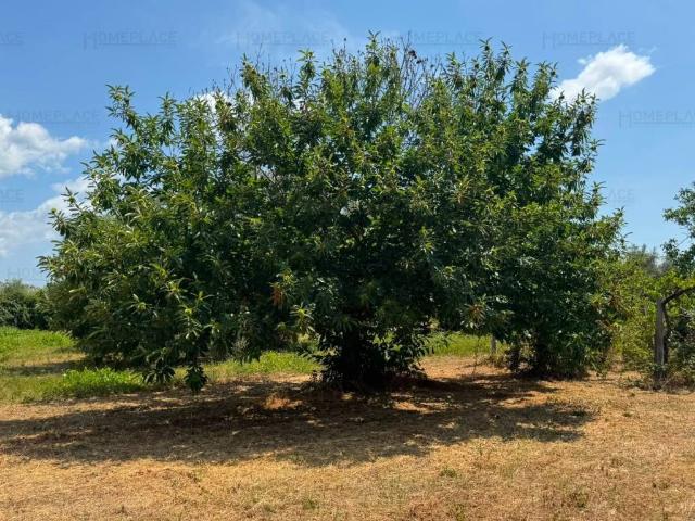 Terreno in vendita a Landi, Roma Capitale