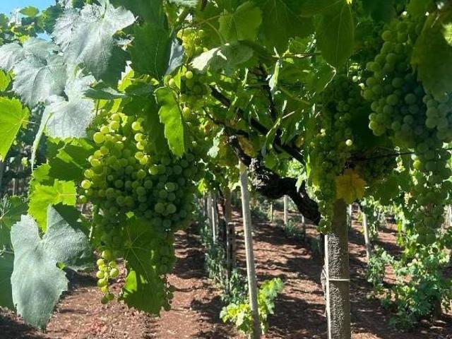 Terreno in vendita a Roma Capitale, Lazio