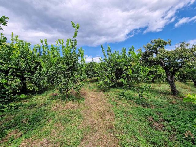 Terreno in vendita a Giarre, Sicilia