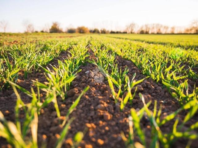 Terreno in vendita a Cusignana, Giavera Del Montello