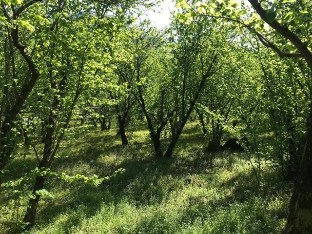 Terreno in vendita a San Giovanni, Giffoni Valle Piana