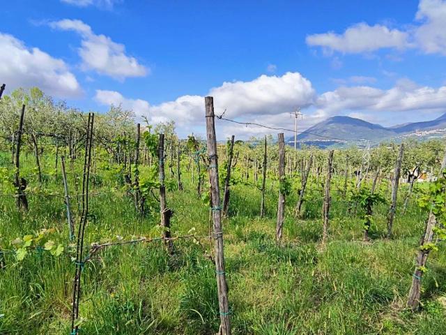 Terreno in vendita a Ornito, Giffoni Valle Piana
