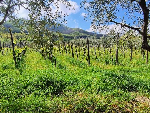Terreno in vendita a Giffoni Valle Piana, Campania