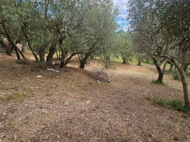 Terreno in vendita a Calabria, Catanzaro