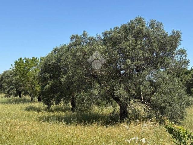 Terreno in vendita a Puglia, Bari