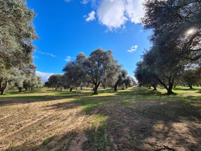 Terreno in vendita a Villa Cordopatri, Gioia Tauro