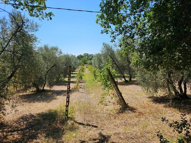 Terreno in vendita a Palombina, Giove