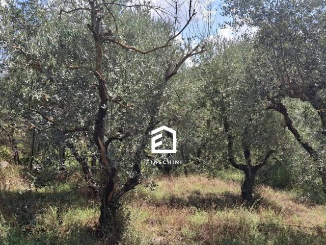 Terreno in vendita a Giove, Umbria