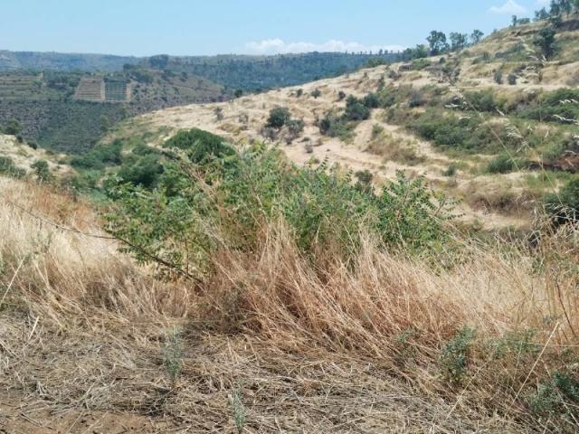 Terreno in vendita a Grammichele, Sicilia