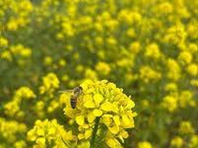 Terreno in vendita a Grisignano Di Zocco, Veneto