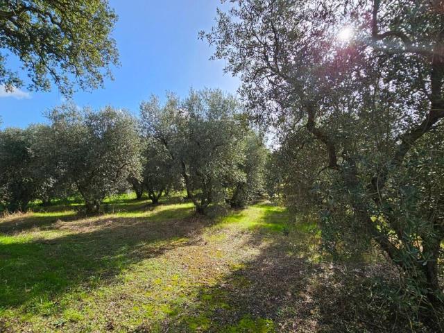 Terreno in vendita a Barbanella, Monte Argentario