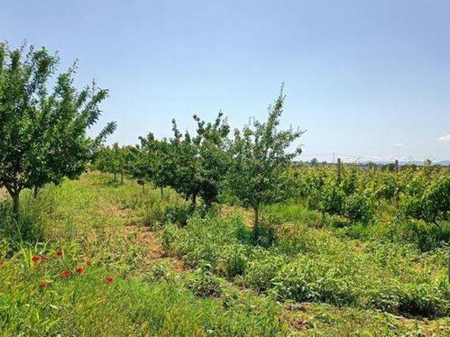 Terreno in vendita a Bagno Roselle, Grosseto
