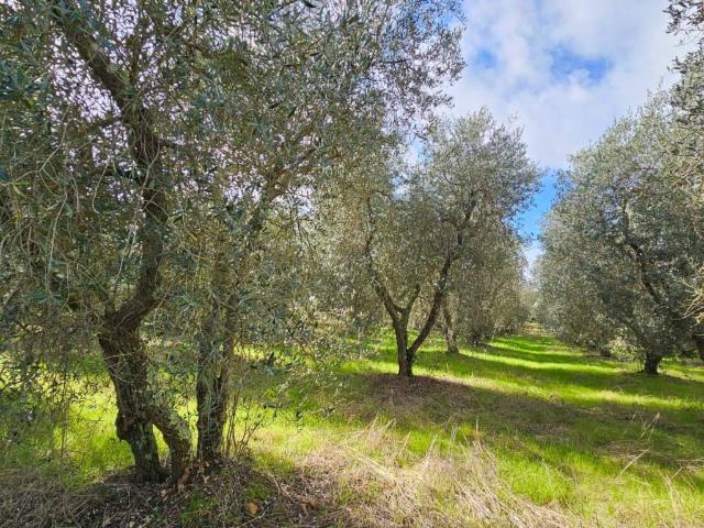 Terreno in vendita a Barbanella, Monte Argentario