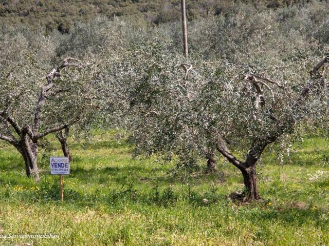 Terreno in vendita a Guardea, Umbria