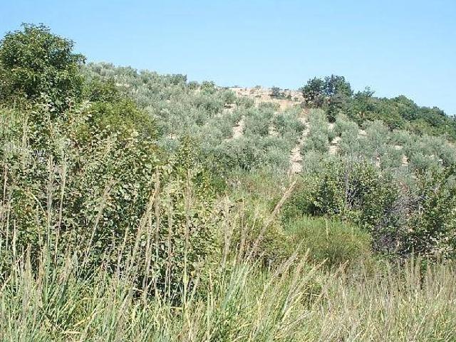 Terreno in vendita a Guardialfiera, Molise