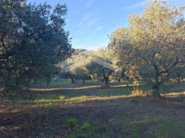 Terreno in vendita a Guardialfiera, Molise