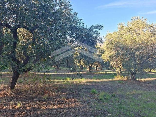 Terreno in vendita a Guardialfiera, Molise