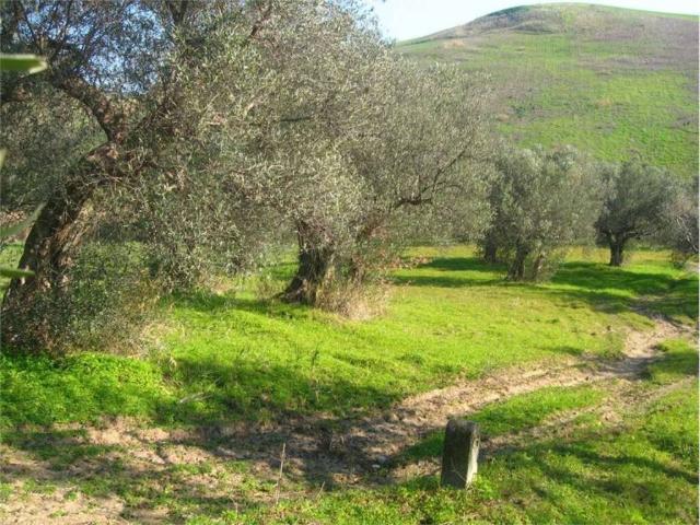 Terreno in vendita a Guglionesi, Campobasso