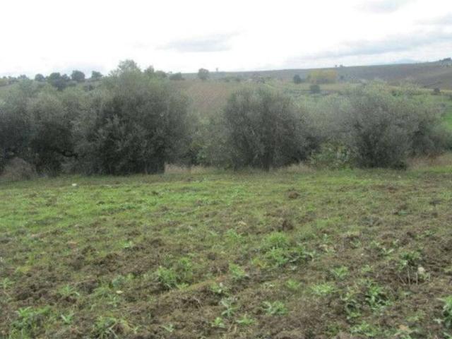 Terreno in vendita a Guglionesi, Campobasso
