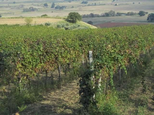 Terreno in vendita a Guglionesi, Campobasso