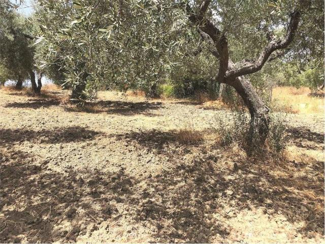 Terreno in vendita a Guglionesi, Campobasso