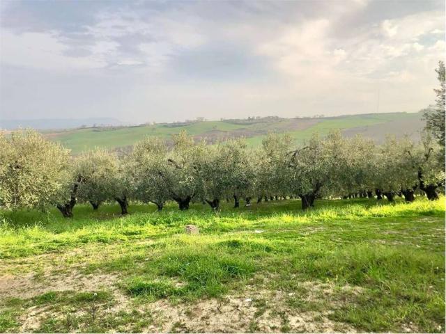 Terreno in vendita a Guglionesi, Campobasso