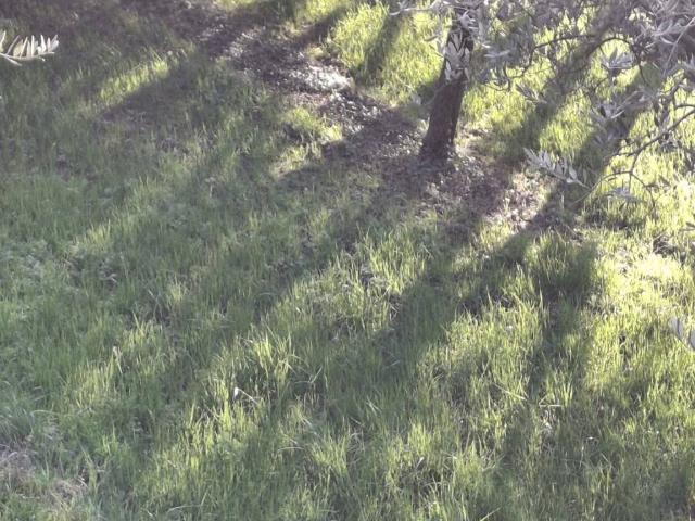 Terreno in vendita a Illasi, Veneto