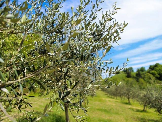 Terreno in vendita a Nuovo Circondario Imolese, Imola