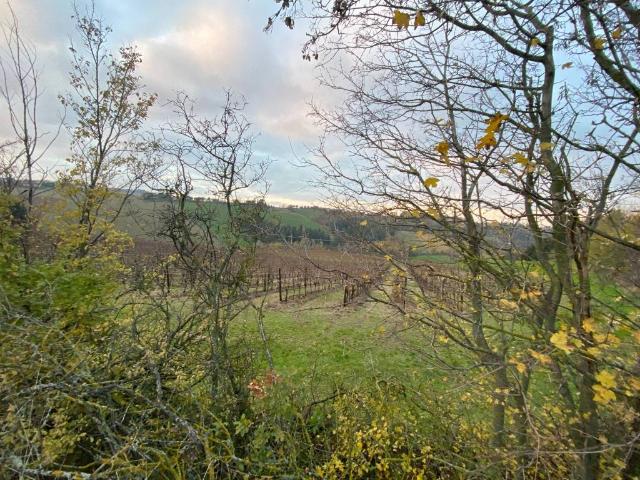 Terreno in vendita a Nuovo Circondario Imolese, Imola