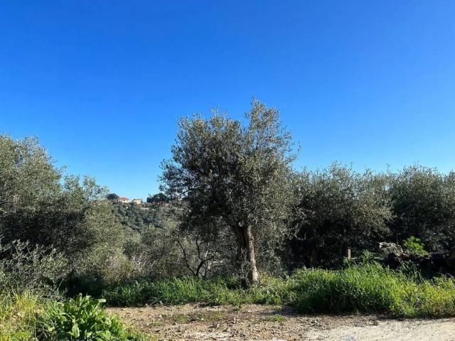 Terreno in vendita a Oliveto, Imperia