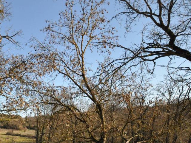 Terreno in vendita a Scopeti, Impruneta