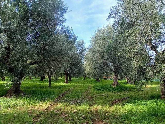 Terreno in vendita a Puglia, Foggia