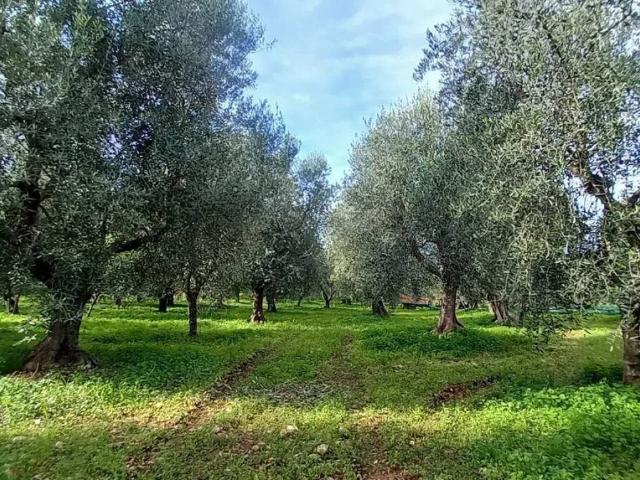 Terreno in vendita a Puglia, Foggia