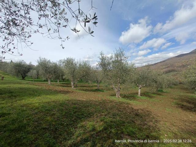 Terreno in vendita a Isernia, Molise