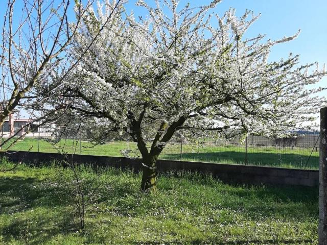 Terreno in vendita a Unione Delta del Po, Lagosanto