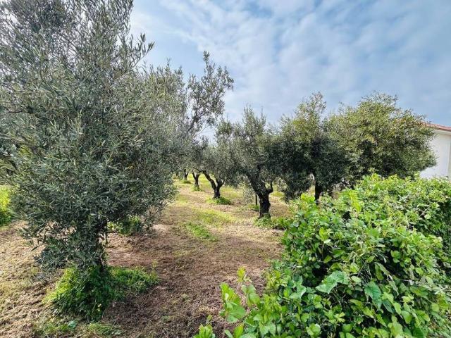 Terreno in vendita a Sant'Eufemia Lamezia, Calabria
