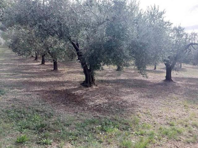 Terreno in vendita a Treglio, Abruzzo