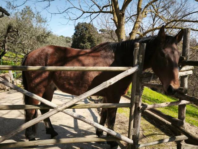 Terreno in vendita a Lastra A Signa, Toscana