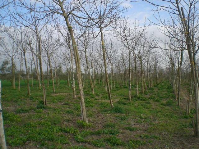 Terreno in vendita a Nucleo Pantano d'Inferno, Latina