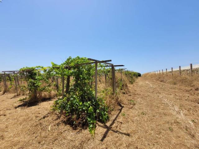 Terreno in vendita a Latina, Lazio
