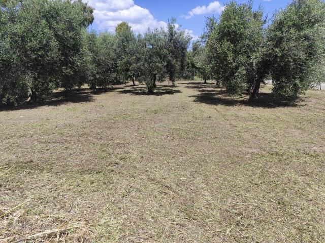 Terreno in vendita a Piccarello, Latina