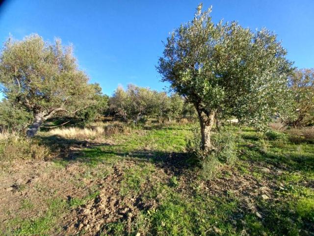 Terreno in vendita a Laureana Cilento, Campania