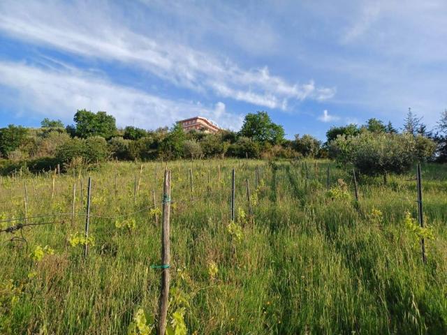 Terreno in vendita a Laureana Cilento, Campania
